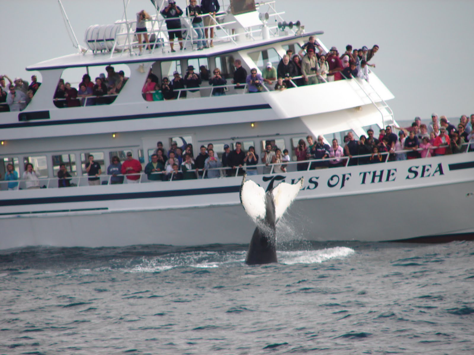 ! Regional Indian Cuisine Blogroll ! Boston Whale Watching